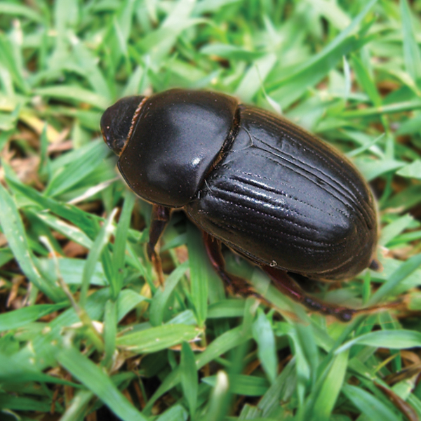 searles-control-african-black-beetle-treatment